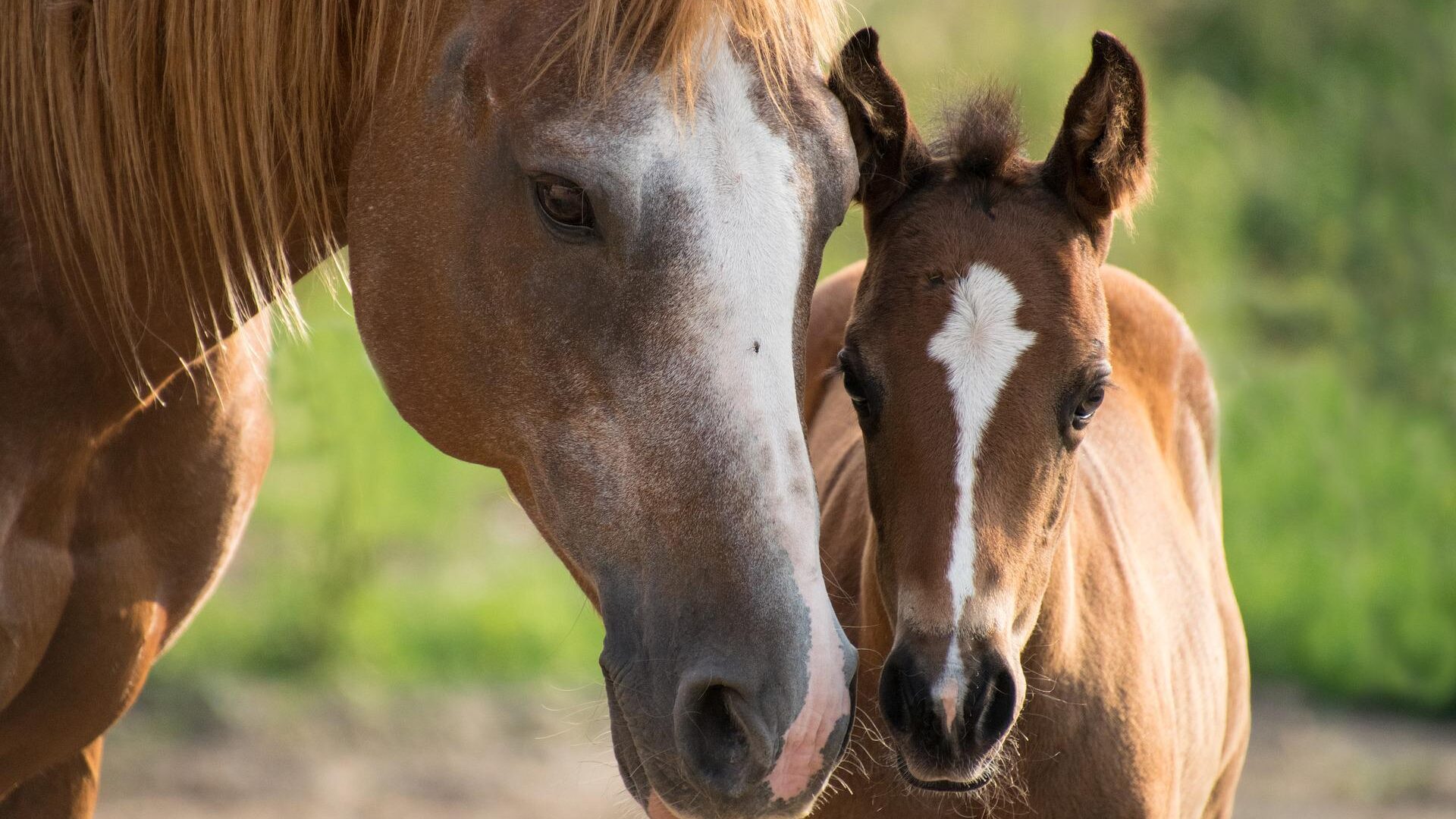 cost-of-a-foal